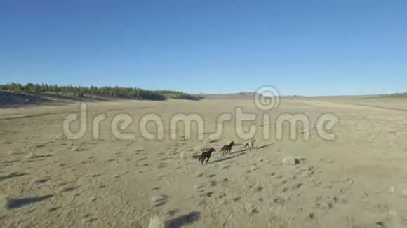 野马穿过沙漠平原视频的预览图