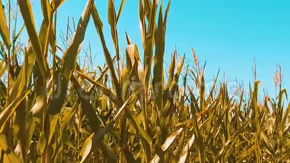 黄有机玉米地干熟玉米的农业概念玉米收获生活方式自然生活方式产品视频的预览图