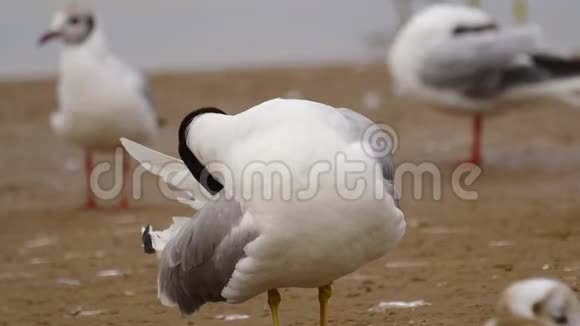 鸟巨大的黑头海鸥伊希雅图站在沙洲和浅水上视频的预览图