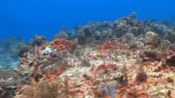 鲨鱼游过珊瑚礁视频的预览图