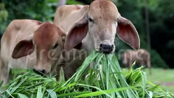 小牛吃草的特写镜头视频的预览图
