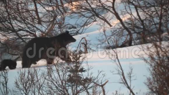 三只小熊跟着妈妈在雪地里视频的预览图