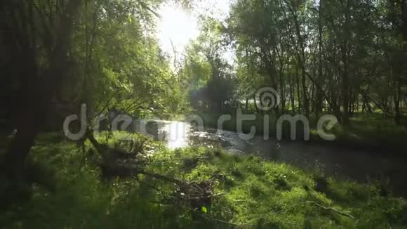 一股溪流沿着森林的景色阳光透过树木照射这是一种轻松的镜头视频的预览图