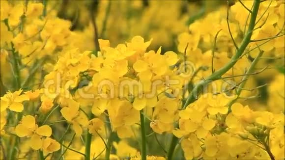 黄色油菜种子田视频的预览图