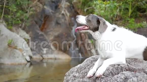 可爱的快乐狗坐在泰国瀑布附近高清慢速运动视频的预览图