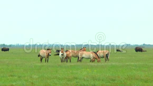 普拉泽瓦斯基的马在草原上在背景中你可以看到野牛视频的预览图