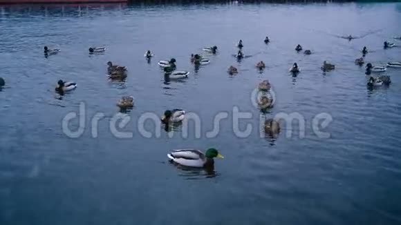 许多鸭子在水里游泳视频的预览图