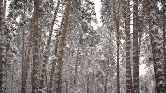 在一片雪林上看风景云杉松树桦树所有覆盖着雪的高树美丽的霜冻日子里视频的预览图