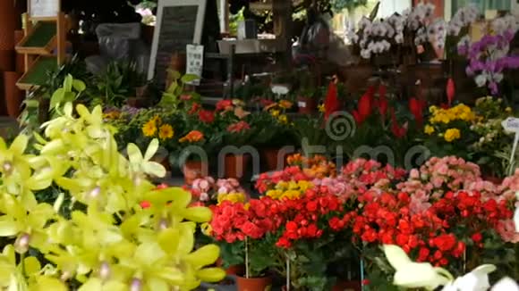 各种美丽的花放在植物园的花盆里或商店的货架上视频的预览图