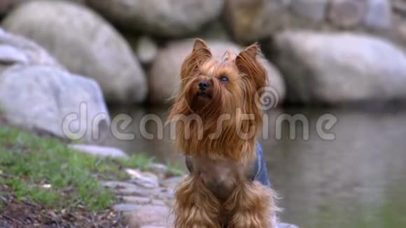 约克郡猎犬坐在湖边的岩石上视频的预览图