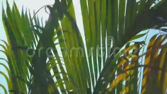 棕榈叶在风中移动镜头耀斑视频的预览图