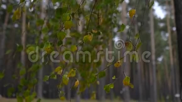 秋天的桦树枝条黄绿叶在风中摆动慢速运动高清1920x1080视频的预览图