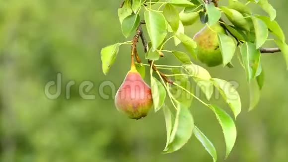 树上苹果酒的梨视频的预览图