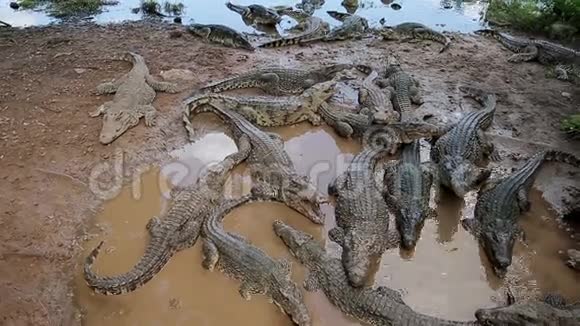 古巴小池塘里的一群美洲和古巴鳄鱼视频的预览图