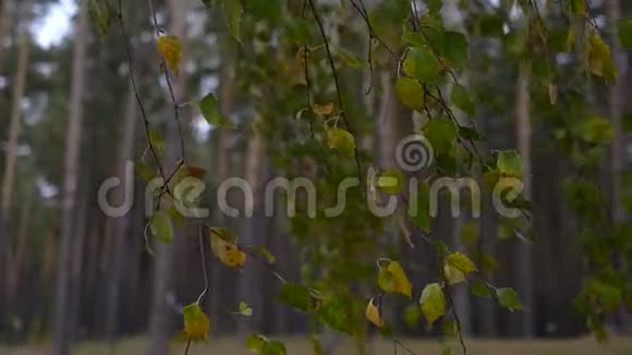 有黄叶的桦树枝在风中摆动慢速运动高清1920x1080视频的预览图