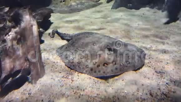 鱼的红外线在水底的沙底上视频的预览图