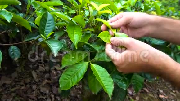 人类考察茶叶农业概念生态旅游视频的预览图