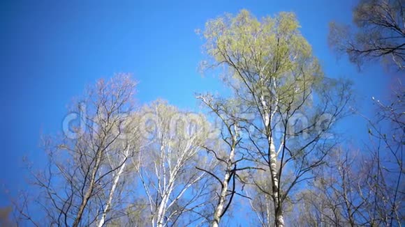 阳光明媚的一天在蓝天的映衬下一片片带着嫩春叶的桦树视频的预览图