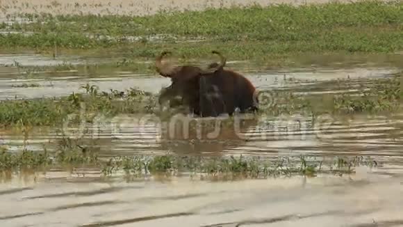 公牛把头挂在水里得到一棵草视频的预览图