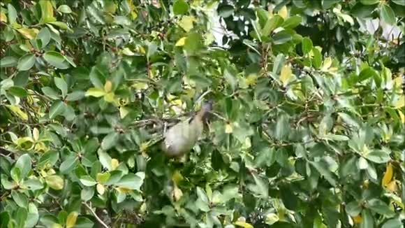 野生粗填绿鸽喜欢吃大树上的水果视频的预览图