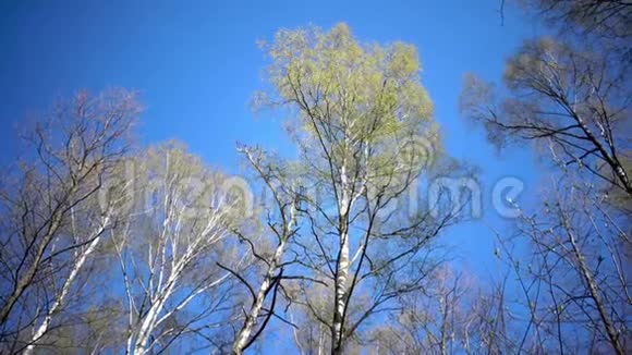 阳光明媚的一天在蓝天的映衬下一片片带着嫩春叶的桦树视频的预览图