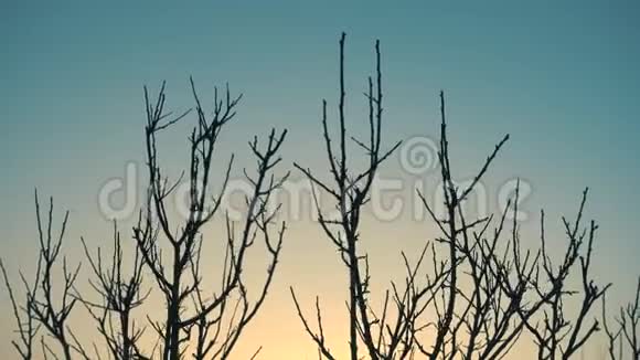 冬天的日出和没有树叶的树在风中视频的预览图