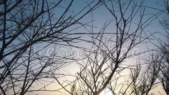 冬日的落日和风中无叶的树视频的预览图
