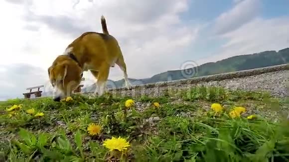 一只小猎犬在春天散步时嗅探地面的慢镜头视频的预览图