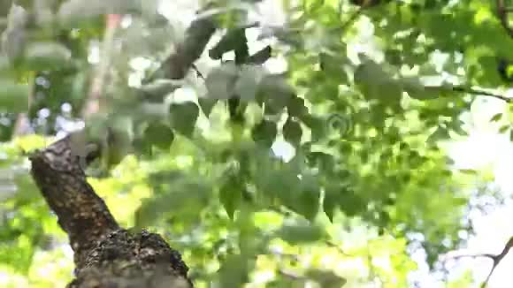 阳光照射的夏季森林视频的预览图