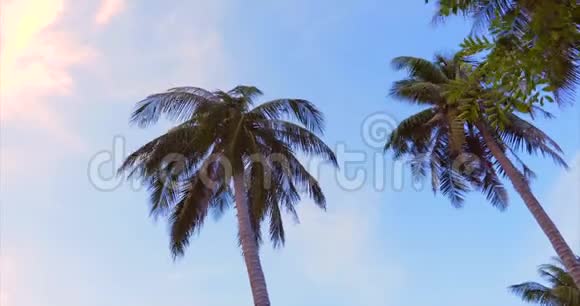 看看黎明时的棕榈树视频的预览图