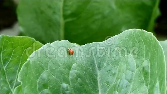 一只忙碌的红色瓢虫在一个有机农场的绿色菜叶上快速行走视频的预览图