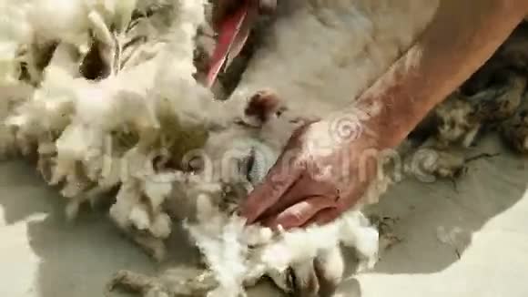 人类正在割羊抽取羊毛为了纺车视频的预览图