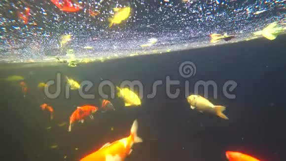 锦鲤彩鲤在池塘里游泳4k视频视频的预览图