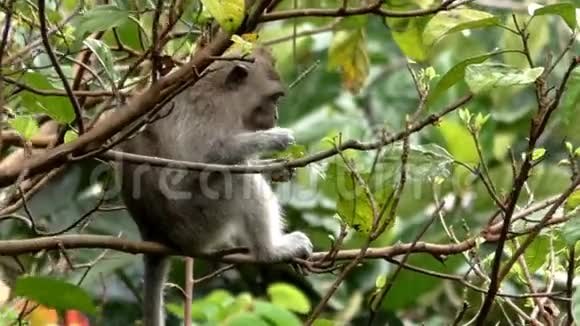 树上的猴子在吃水果视频的预览图