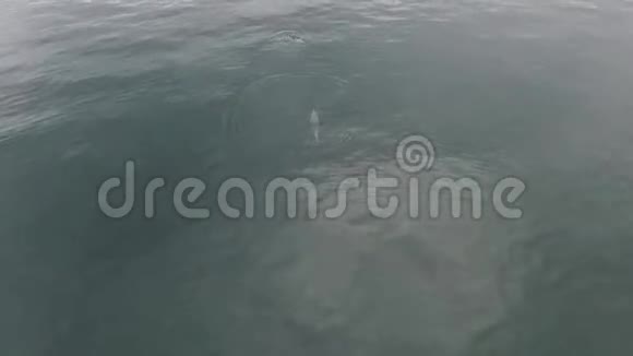 海豚在海上玩耍视频的预览图
