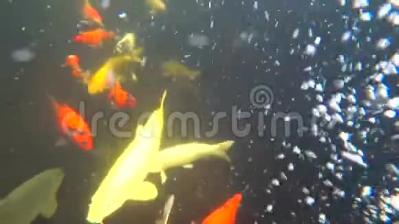 锦鲤彩鲤在池塘里游泳4k视频视频的预览图