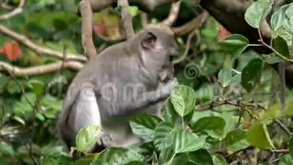 树上的猴子在吃水果视频的预览图