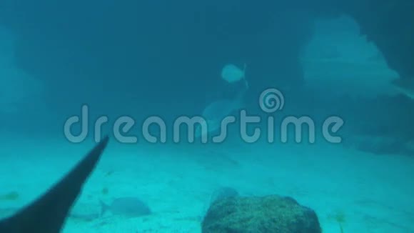 海底岩石前的鱼和鲨鱼视频的预览图