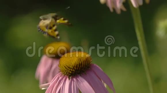 紫锥花上的蝴蝶和大黄蜂视频的预览图