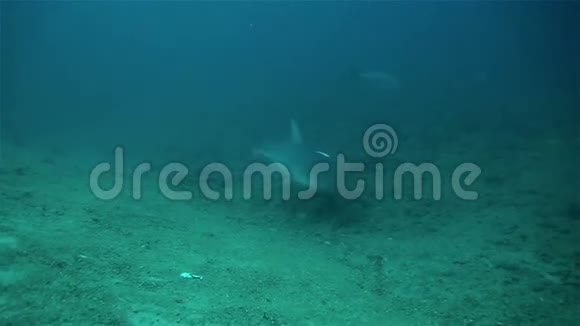 在加勒比海底部漂浮的大鲨鱼视频的预览图