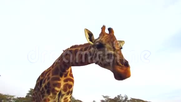 长颈鹿在非洲的热带草原上嚼东西视频的预览图