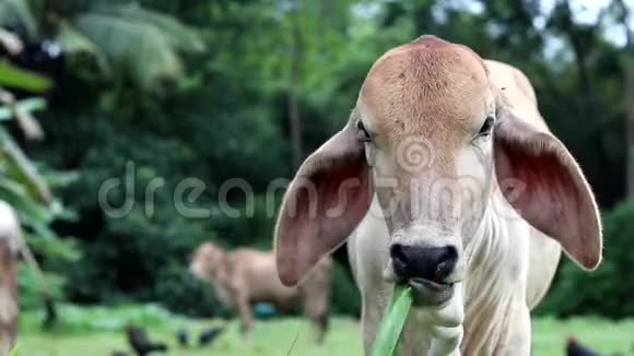 小牛吃草的特写镜头视频的预览图