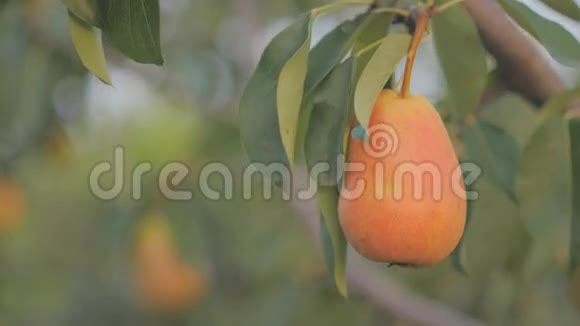 成熟的梨花挂在花园的一棵树上视频的预览图