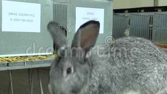 巨兔奇拉的品种展览视频的预览图