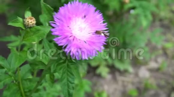 小虫子坐在紫色的花朵上视频的预览图