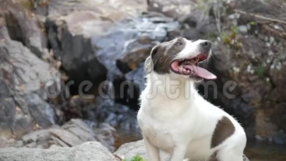 可爱的快乐狗坐在泰国的瀑布附近高清慢速运动视频的预览图