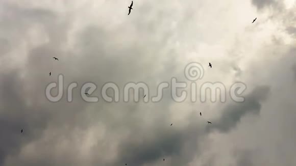 海鸥在天空中与戏剧性的天空飞翔视频的预览图