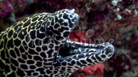 在马尔代夫海底发现豹斑鳗寻找食物视频的预览图