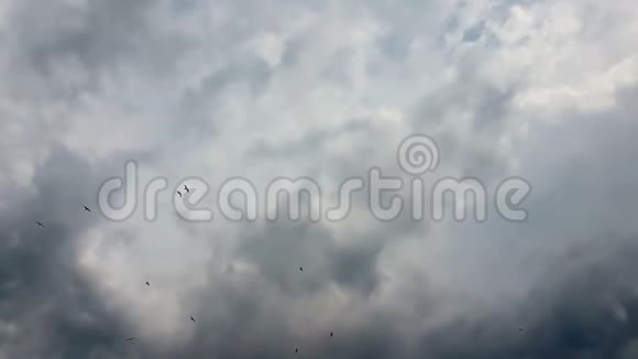 海鸥在天空中飞翔在戏剧性的天空中飞翔视频的预览图
