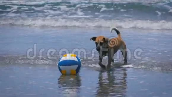 快乐的湿小狗在水中沿着海岸散步嗅着彩色的球中型家庭棕狗视频的预览图